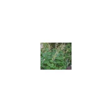 Macleaya Cordata Extract