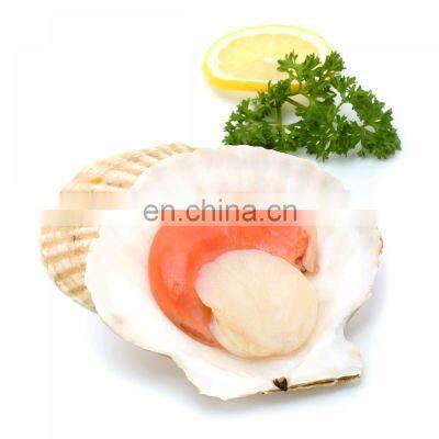 Frozen Farreri Scallop Half Shell Scallop