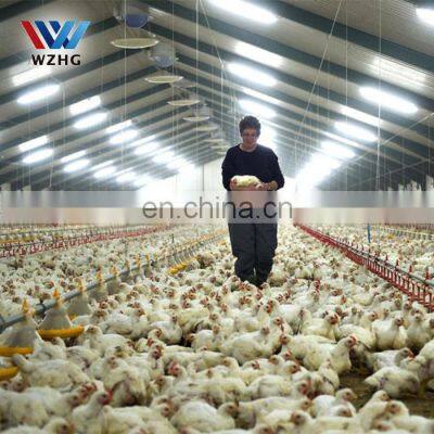 Poultry Farming Chickens House for 10000 Layers photo-4