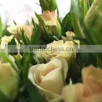 Fresh sprayed rose wholesale champagne rose flower