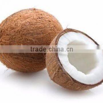 cheap price good quality coconuts