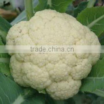 Fresh Cauliflower photo-2