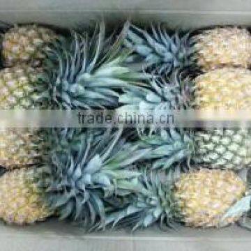 Organic fresh pineapples Phu Lae variety