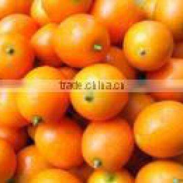 Fresh Kumquat