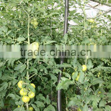 Red Fresh Tomato photo-5