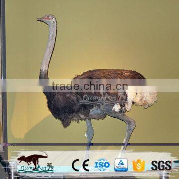 Life Size Animatronic Bird photo-3