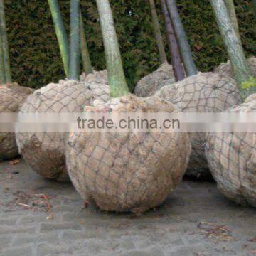 Tree Basket or Root ball netting