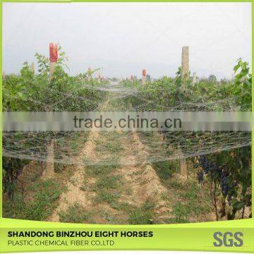 Chinese Credible Supplier Net Anti Bird Netting photo-6