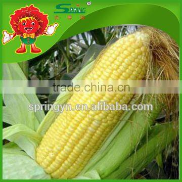 fresh baby corn for sale