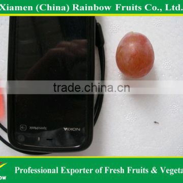 Top quality fresh fruits of Chinese fresh sweet red globe grape for sale