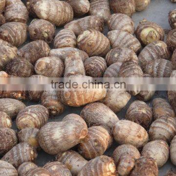 Fresh taro root supplier from China