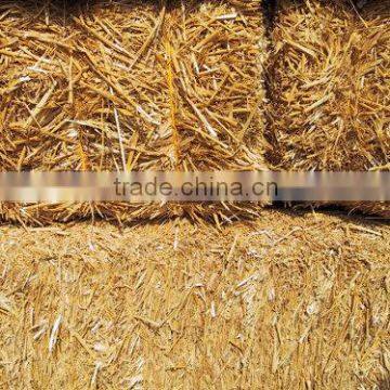 wheat straw hay bale, hay for animal feeding, straw bale, wheat hay bale, wheat straw hay