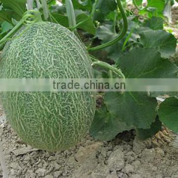 Hybrid muskmelon seeds Hami melon seeds For planting-Sweet No.4