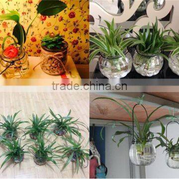 Hang Transparent Glass Vase/Other Copper Grass Plants Hang Bottle Hydroponic Flower Pot photo-4