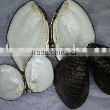 raw chinese freshwater mussel shell