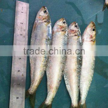 Sardine photo-2