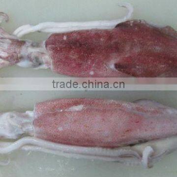 FROZEN WHOLE ROUND SQUID (U5,U7,U10)