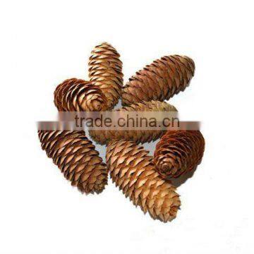 decorative natural pine cones