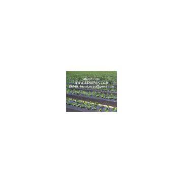 Mulch Film