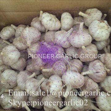 Chinese Natural 5cm Red Garlic Loose Packing In 10kg Box photo-2