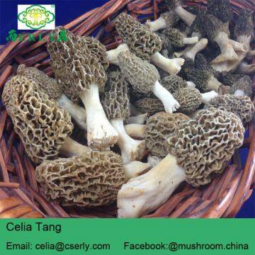 Dried Morels Morchella Esculenta photo-2