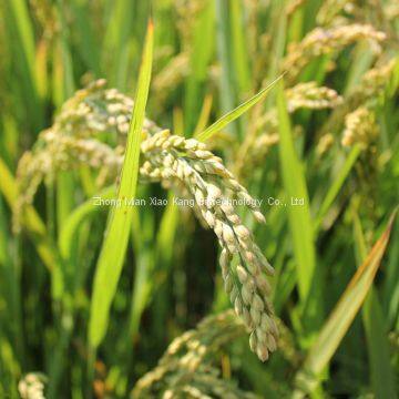 Mepiquat Chloride 25%AS/SL photo-2