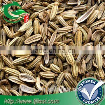 supply fennel seed for pungent spice