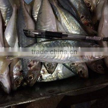 China Landing Frozen Horse Mackerel With Size 70 - 90 / Pcs photo-4