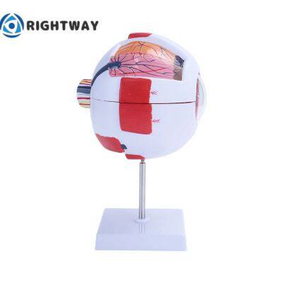Biology 6 Times Human Eye Model Giant Eye Model Human Eye Anatomy for Science Teaching Medical Model photo-3