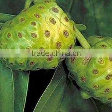 Super Organic Noni Powder Bulk Producers