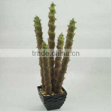 Factory direct selling succulent plants bonsai for indoor decoration