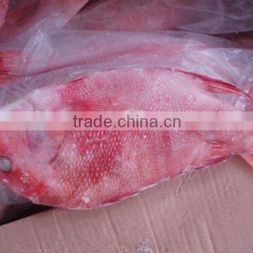 Seabream