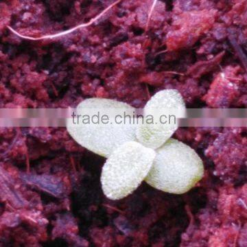 2015 Hight Power 30W Led Grow Light Hydroponics And Aquaponics photo-2