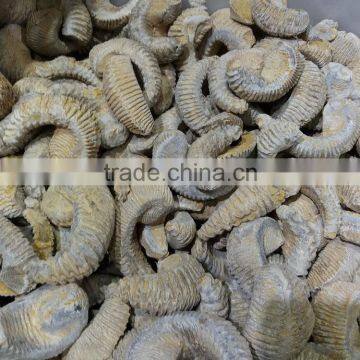 new arrived natural oysters fossil stone for decoration