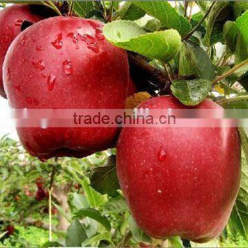Chinese Fresh Sweet Huaniu Apple With Good Quality