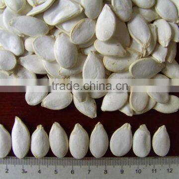 Supplying 11mm Snow White Pumpkin Seeds photo-5