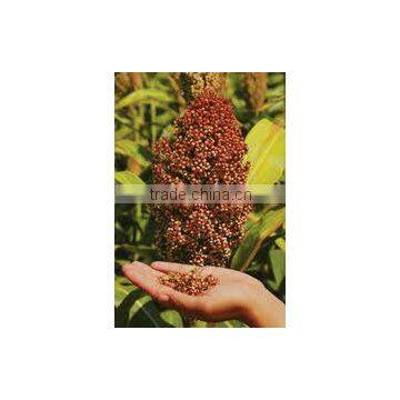 Red sorghum Available