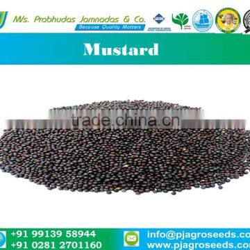 Mustard Seeds Small