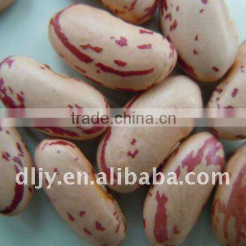 Long Shape Light Speckled Kidney Bean