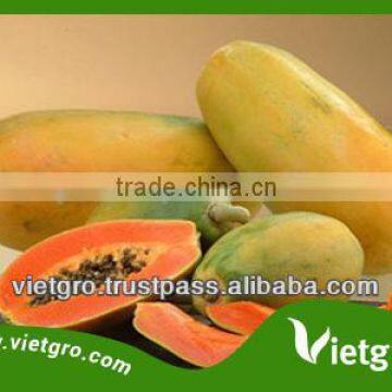 High Yield Yellow Flesh Papaya Seeds VGPY02