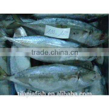 Indian mackerel+short body mackerel