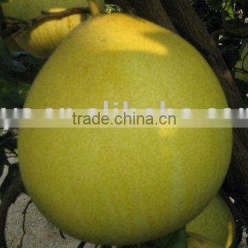 Pinghe guanxi honey pomelo