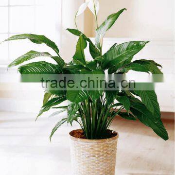 Peace Lily Spathiphylum Plant