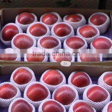 163# Qinguan Apple photo-4