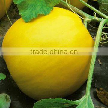 Hybrid sweet melon cantaloupe seeds for sale-king beauty