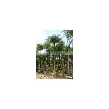 Outdoor Ornamental Landscape Blooming Plants of Delonix Regia (Boj.) Raf