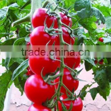 early maturity red small cherry tomato seed Meiduo F1