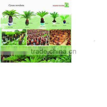 Cycas/cycas Revoluta