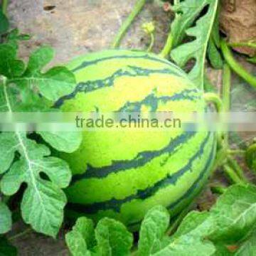 100% Water Soluble Macroelement Fertilizer With TE 15-5-30 photo-4