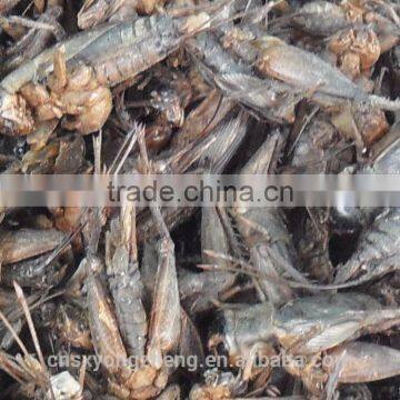 Wholesale Dried Crickets For Pet Birds Food photo-3